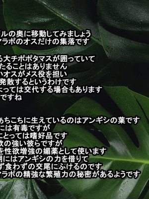 [蜂蜜しっぽ] 密着!エチチマラポ辺境部族の性習慣_025